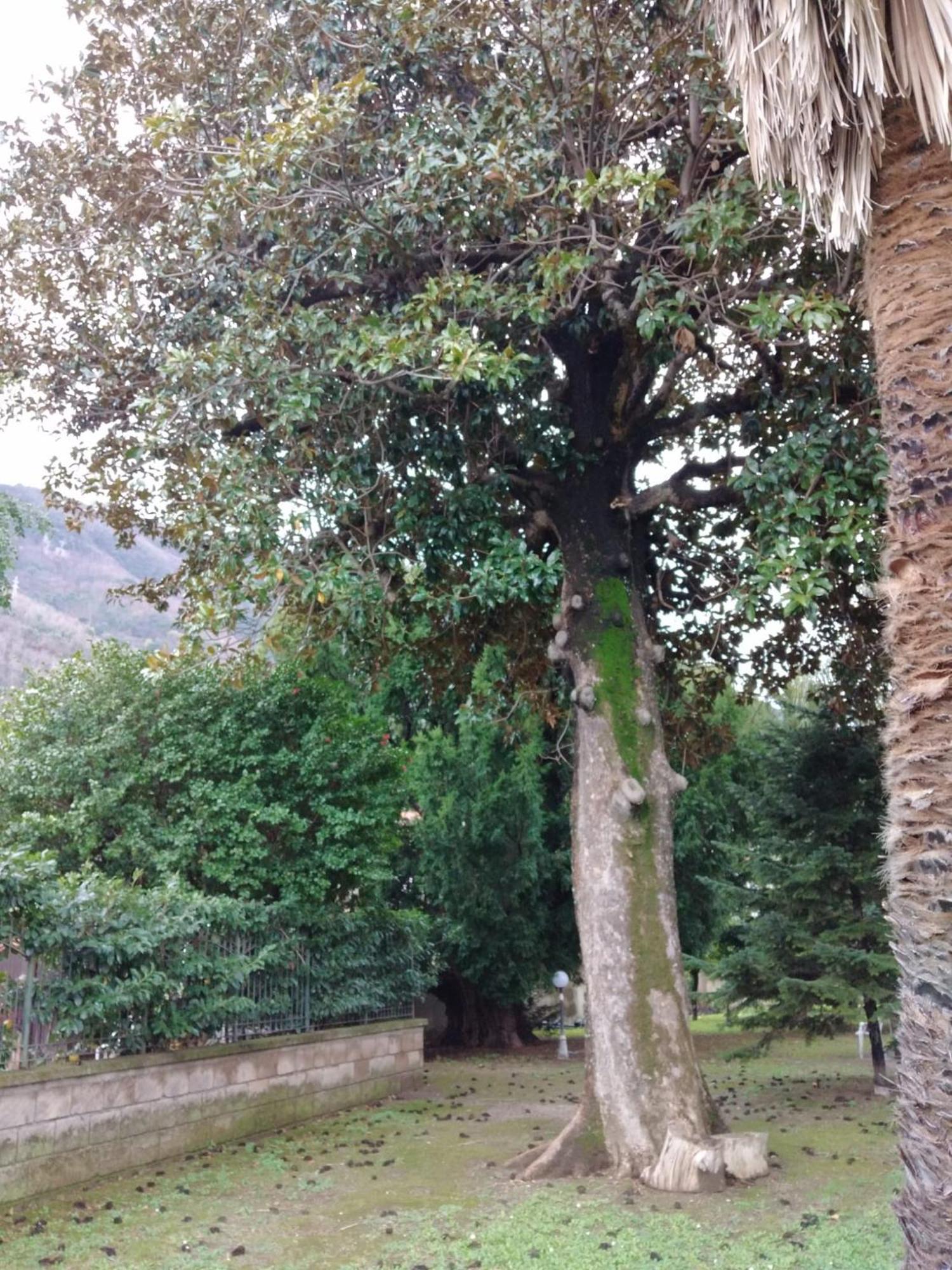 Villa Pellicano -Il Nido Castellammare di Stabia Exteriör bild